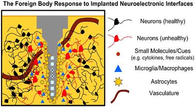 Bioactive Neuroelectronic Interfaces